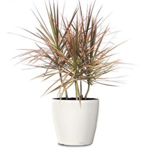 dracaena-bitricolor-tropical-small-indoor-plant-realpalmtrees.com-web