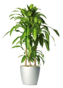 dracaena-fragrans-massangeana-happy-plant