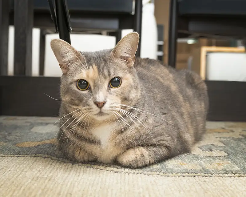 Vintage Charm Meets Modern Luxury Dining Room Cat